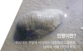 민챙이란? 우라니라 갯벌에 서식하는 대표적인 고동류로 남해와 서해안에 분포