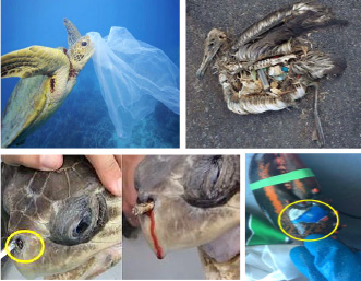 바다 거북이 코에 빨대가 박히는 등 해양 쓰레기로 인한 바다 생물들의 피해